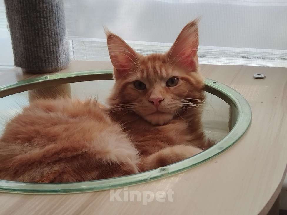 Кошки в Санкт-Петербурге: Котёнок мейн-кун Мальчик, 40 000 руб. - фото 2