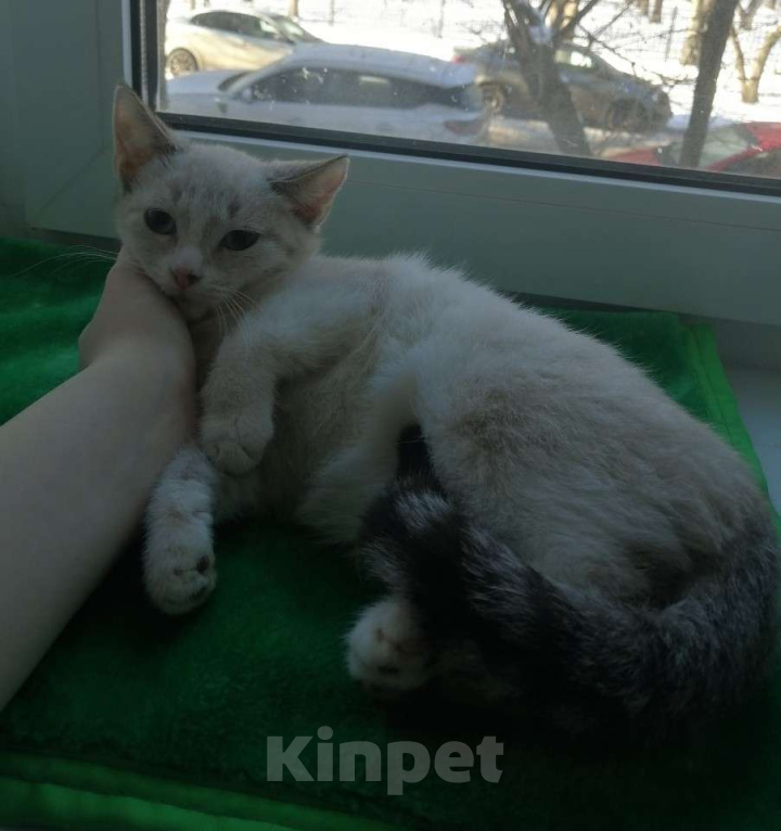 Кошки в Вологде: Котёнок Мальчик, Бесплатно - фото 1