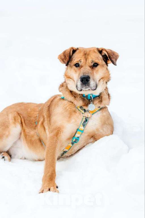 Собаки в Москве: Шикарный Джек ищет дом Мальчик, Бесплатно - фото 9