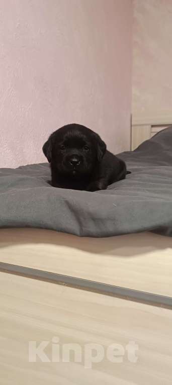 Собаки в Москве: Щенки лабрадора Девочка, 120 000 руб. - фото 3