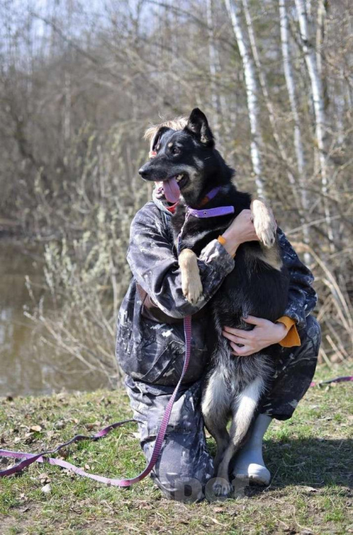 Собаки в Ногинске: Активная, позитивная и очень контактная собачка Нора ждет свою семью в приюте. Девочка, Бесплатно - фото 4