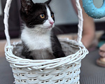Кошки в Краснодаре: Ласковая девочка-котёнок ищет добрый дом! 🐾 Девочка, Бесплатно - фото 2
