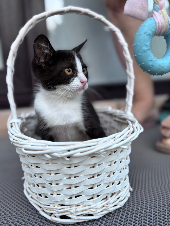 Кошки в Краснодаре: Ласковая девочка-котёнок ищет добрый дом! 🐾 Девочка, Бесплатно - фото 2