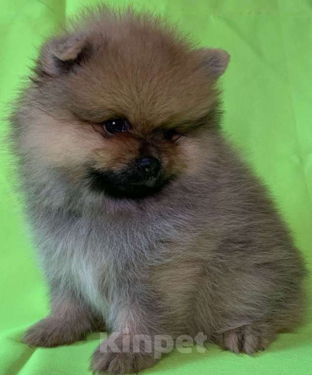 Собаки в Санкт-Петербурге: Шпицуля Мальчик, 35 000 руб. - фото 1