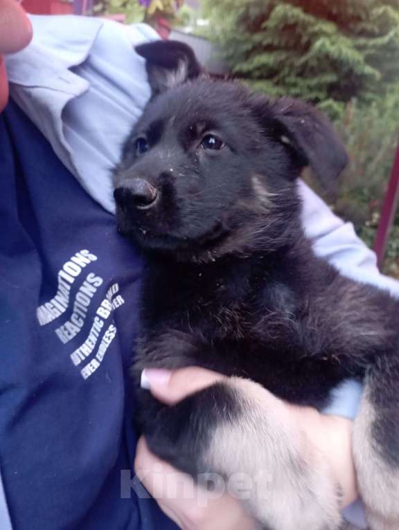 Собаки в других городах Московской области: Щенок ВЕО рождён 7 мая 2025. Прививка комплексная в 3 месяца, ветпаспорт. Растёт за городом.  Девочка, 18 000 руб. - фото 3