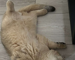 Кошки в Екатеринбурге: Британская золотая шиншилла  Мальчик, 30 000 руб. - фото 5