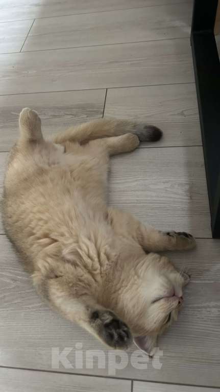 Кошки в Екатеринбурге: Британская золотая шиншилла  Мальчик, 30 000 руб. - фото 5