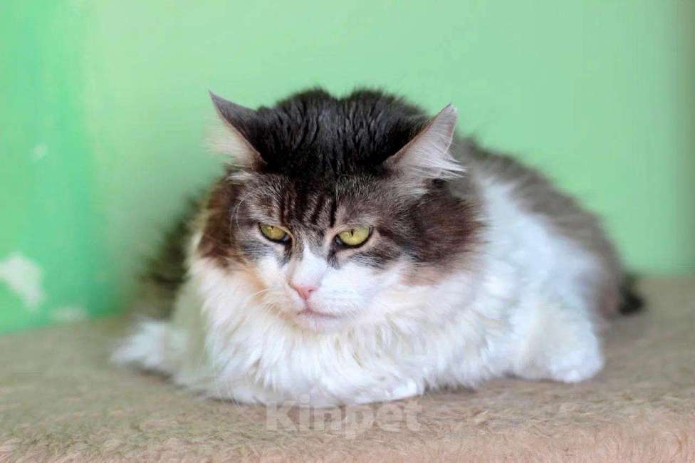 Кошки в Москве: Марго – кошечка сибирячка с огромными глазами в добрые руки Девочка, Бесплатно - фото 4