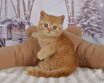 Кошки в Санкт-Петербурге: Британский солнечный котик  Мальчик, 40 000 руб. - фото 1