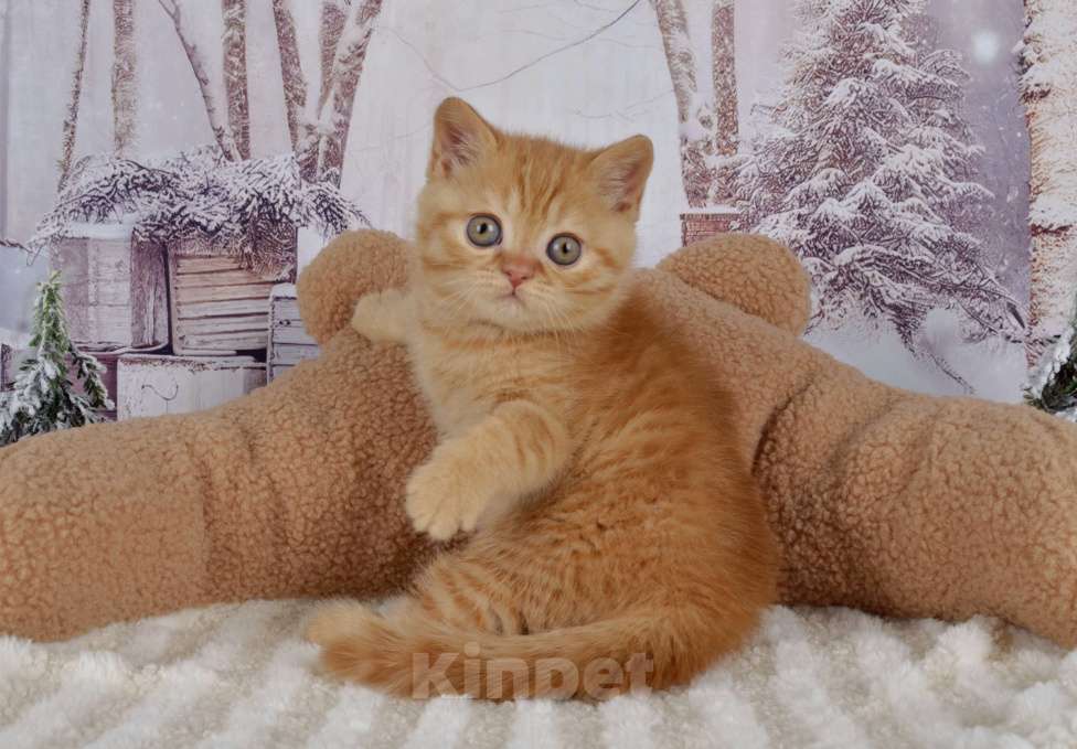Кошки в Санкт-Петербурге: Британский солнечный котик  Мальчик, 40 000 руб. - фото 1