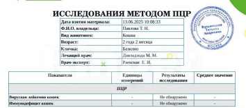 Кошки в Москве: Базиллио Мальчик, Бесплатно - фото 7