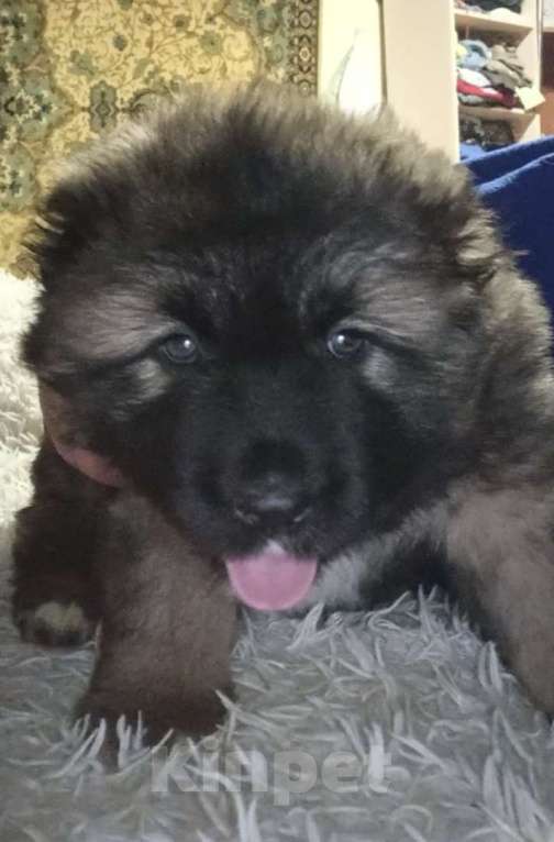 Собаки в Кировграде: Сука 15000 Девочка, 15 000 руб. - фото 2