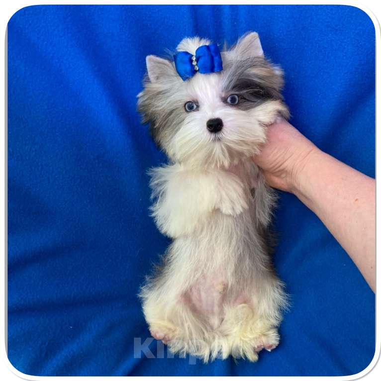 Собаки в Москве: Мраморный голубоглазый йорк мальчик мини Мальчик, 130 000 руб. - фото 7