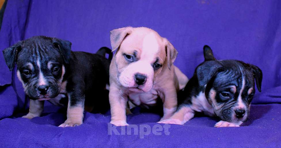 Собаки в Архангельске: Американский булл. Наши малыши. Разнополые, 80 000 руб. - фото 1