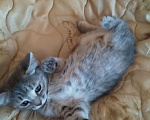 Кошки в Казани: Маленькая девочка. Ей чуть меньше 3 месяцев. Девочка, 1 руб. - фото 2