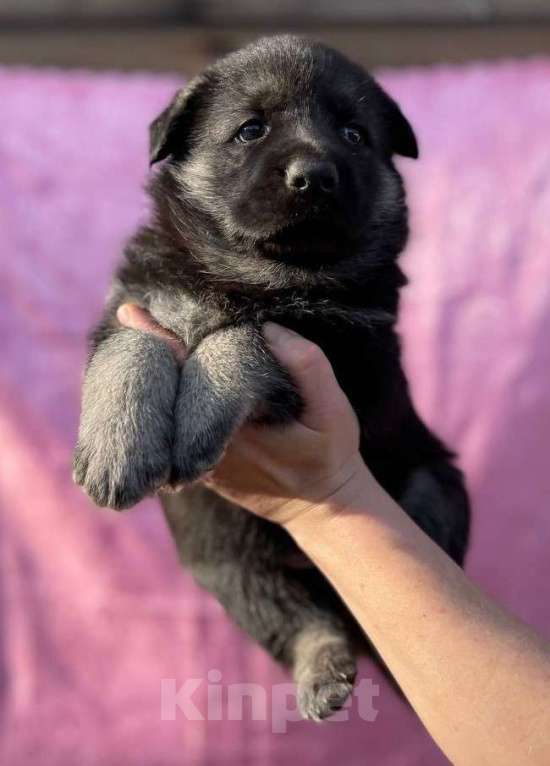 Собаки в других городах Ленинградской области: Сука ВЕО от Гордость Питера Церри Бой х Гроза Девочка, 40 000 руб. - фото 6