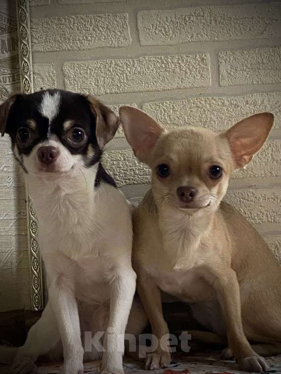 Собаки в других городах Краснодарского края: Чихуахуа  Девочка, 28 000 руб. - фото 6