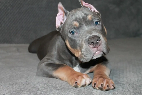 Щенок Американский булли