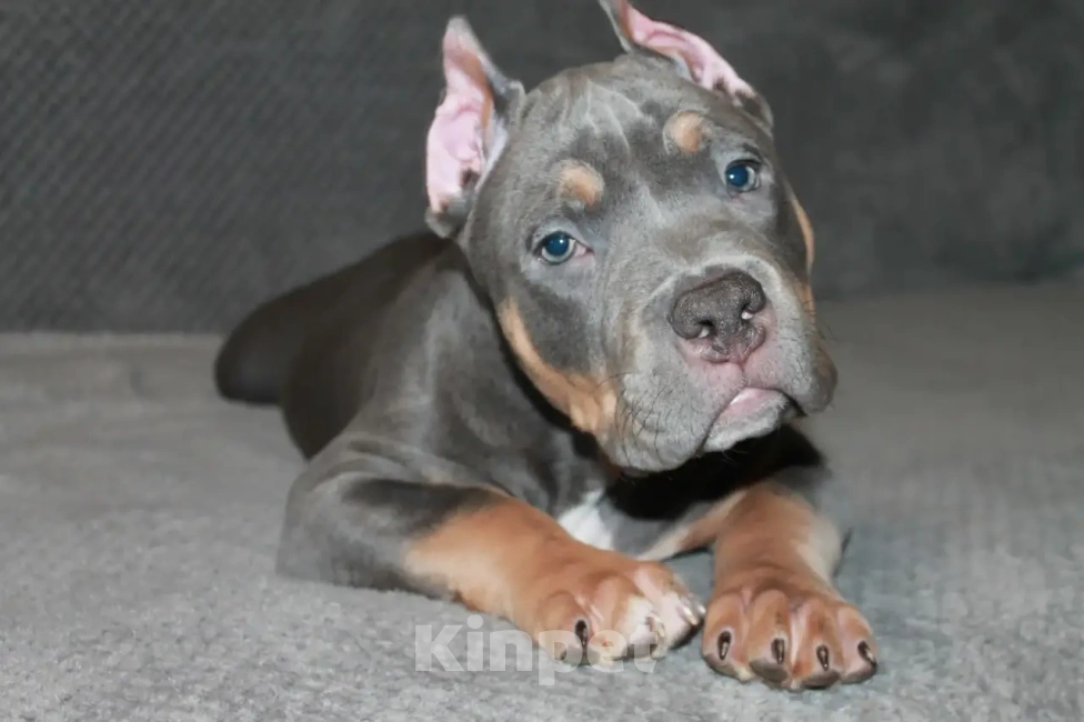 Собаки в Фрязино: Щенок Американский булли Мальчик, 70 000 руб. - фото 1