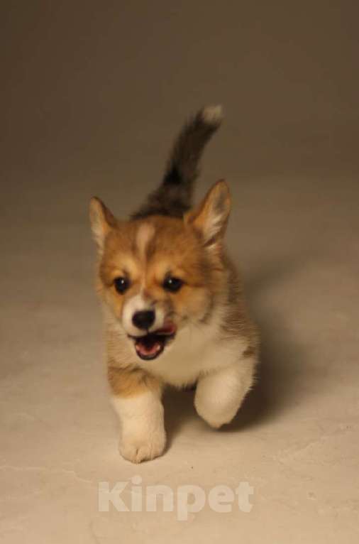 Собаки в Екатеринбурге: Victoria Gold Девочка, 80 000 руб. - фото 2