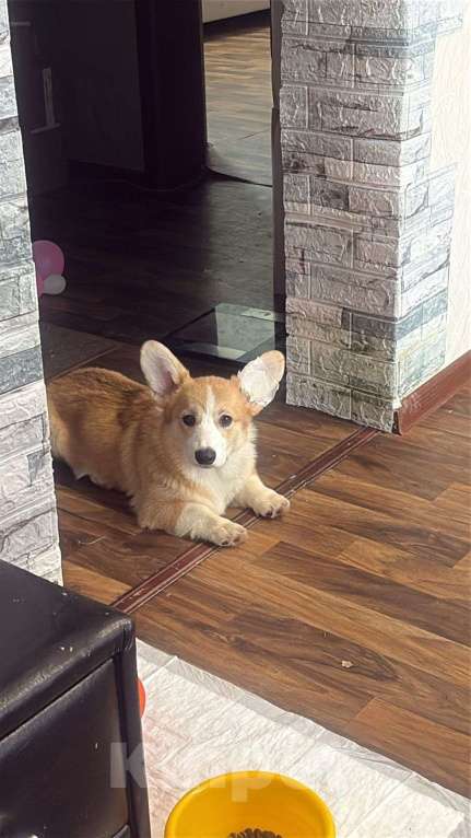 Собаки в Нововоронеже: Щенки вельш-корги пемброк с документами РКФ 5 мес. Мальчик, Бесплатно - фото 2