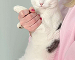 Кошки в Москве: Малыш Том в самые добрые руки)  Мальчик, 1 руб. - фото 4