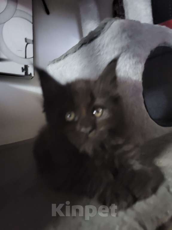 Кошки в Москве: Мейнкун Мальчик, 45 000 руб. - фото 3