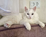 Кошки в Санкт-Петербурге: Белый красавчик котик Мальчик, Бесплатно - фото 5