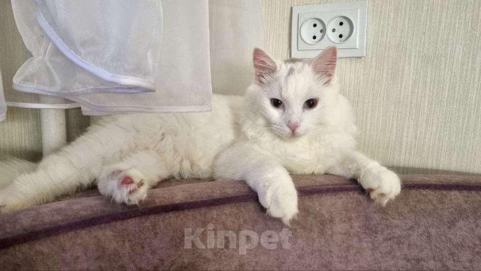 Кошки в Санкт-Петербурге: Белый красавчик котик Мальчик, Бесплатно - фото 5