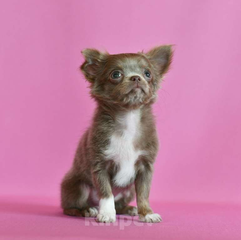 Собаки в Раменском: Соня Девочка, 60 000 руб. - фото 2