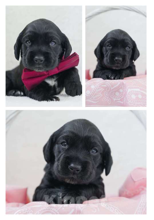 Собаки в Владивостоке: Щенки русского охотничьего спаниеля Девочка, 50 000 руб. - фото 5