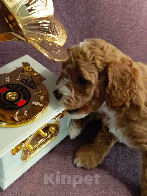 Собаки в Симферополе: Продам щенков кавапу Девочка, 90 000 руб. - фото 2