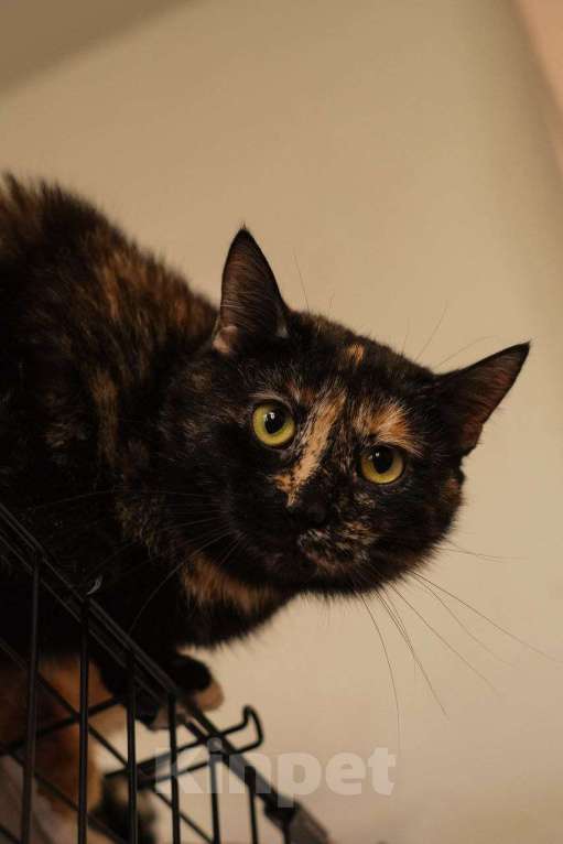 Кошки в Санкт-Петербурге: Кошка ищет дом Девочка, Бесплатно - фото 1