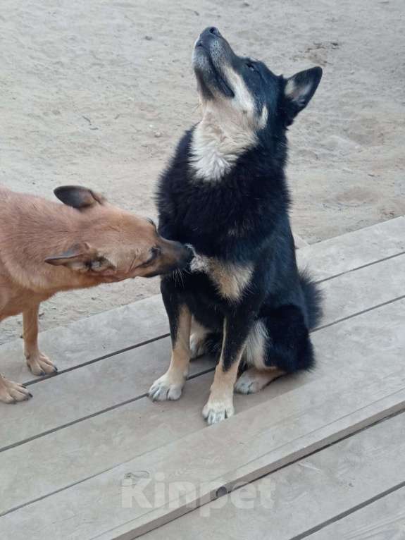 Собаки в Балашихе: шикарный красивый парень ищет дом метис лайки Мальчик, Бесплатно - фото 4