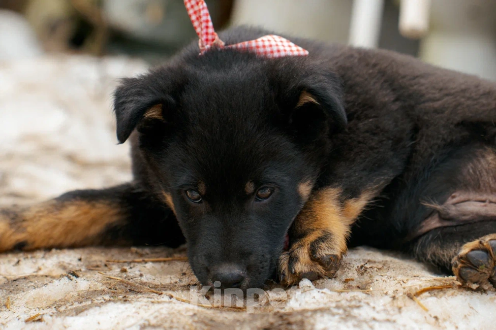 Собаки в Красногорске: Щенок мальчик Юджин 2 месяца Мальчик, Бесплатно - фото 8