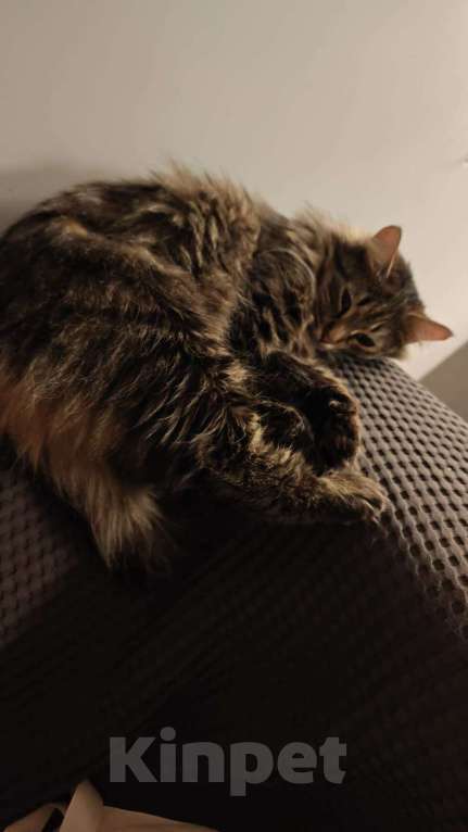 Кошки в Москве: Ванесса ищет маму! Девочка, Бесплатно - фото 6