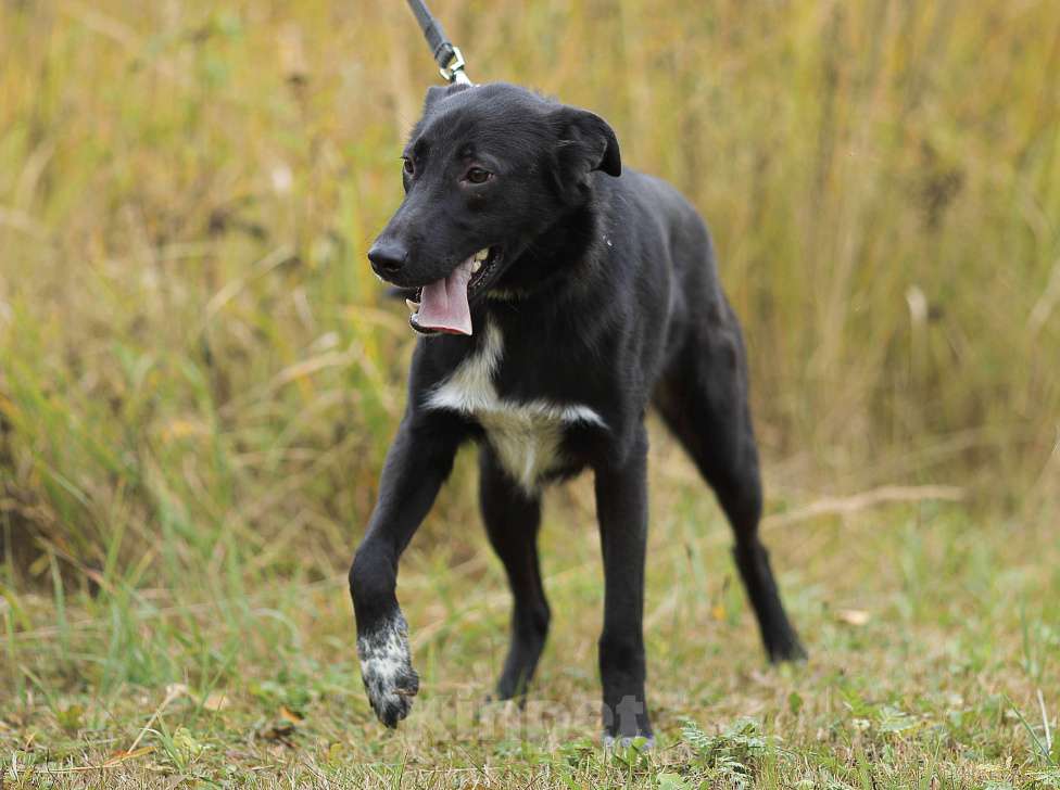 Собаки в Москве: Мишенька. Вырос в приюте, а отклика нет Мальчик, 1 руб. - фото 2