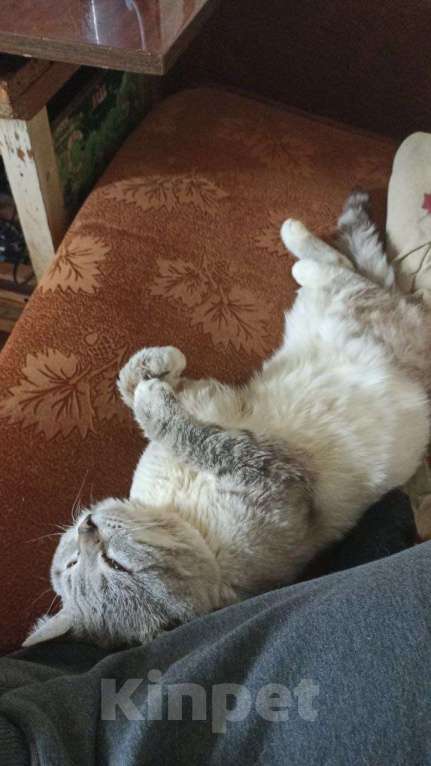 Кошки в Москве: Пропал кот Мальчик, Бесплатно - фото 7