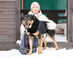 Собаки в Москве: Общительный и ласковый пёс Баграй в добрые руки Мальчик, Бесплатно - фото 9
