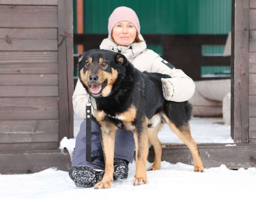 Собаки в Москве: Общительный и ласковый пёс Баграй в добрые руки Мальчик, Бесплатно - фото 9