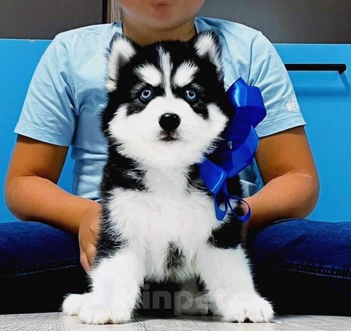 Собаки в Брянске: Хаски Щенки Разных окрасов Разнополые, Бесплатно - фото 1