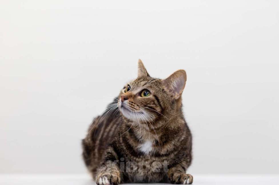 Кошки в Москве: Лисянский Мальчик, Бесплатно - фото 5