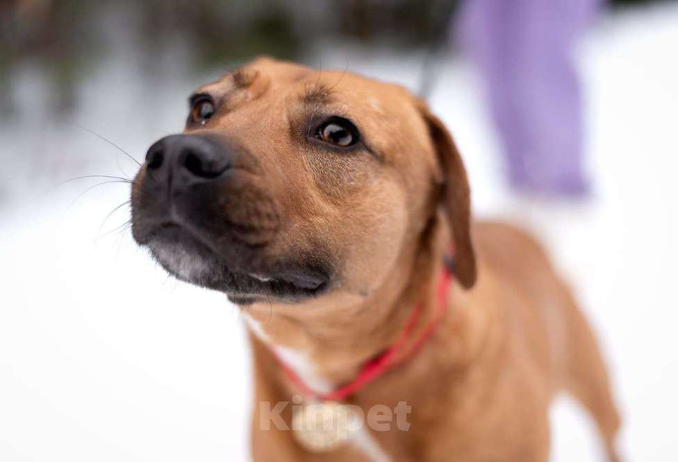 Собаки в Москве: Тайна вселенной (метис питбуля). В дар Девочка, Бесплатно - фото 2