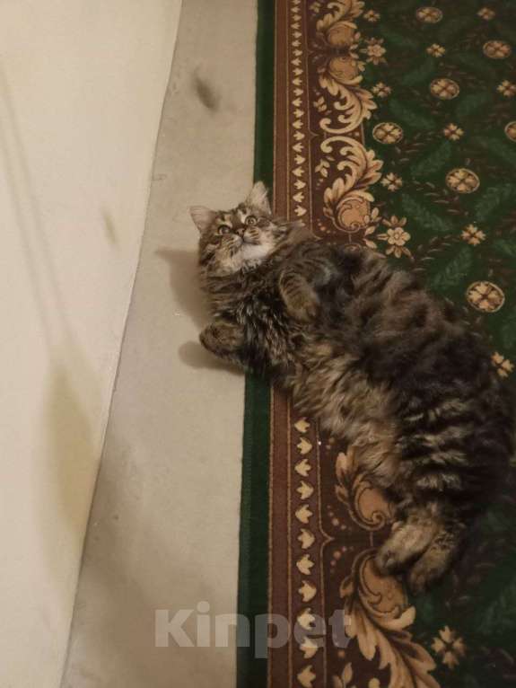 Кошки в Санкт-Петербурге: Яша ( лесной кот) Мальчик, Бесплатно - фото 4