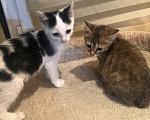 Кошки в Кисловодске: Котёнок в добрые руки Девочка, Бесплатно - фото 4