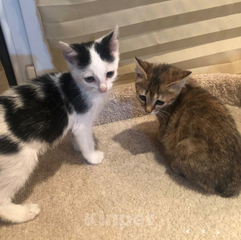 Кошки в Кисловодске: Котёнок в добрые руки Девочка, Бесплатно - фото 4