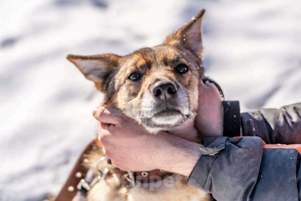 Собаки в Клине: Кейси — трогательная собачка Девочка, Бесплатно - фото 1