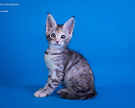 Кошки в других городах Карелии: Котенок мейн-кун девочка Девочка, 25 000 руб. - фото 1