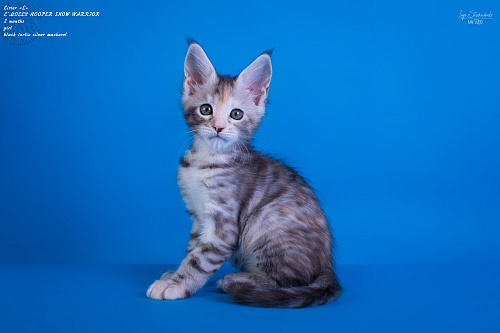 Котенок мейн-кун девочка