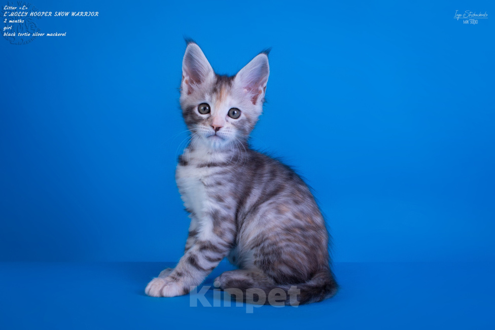 Кошки в других городах Карелии: Котенок мейн-кун девочка Девочка, 25 000 руб. - фото 1